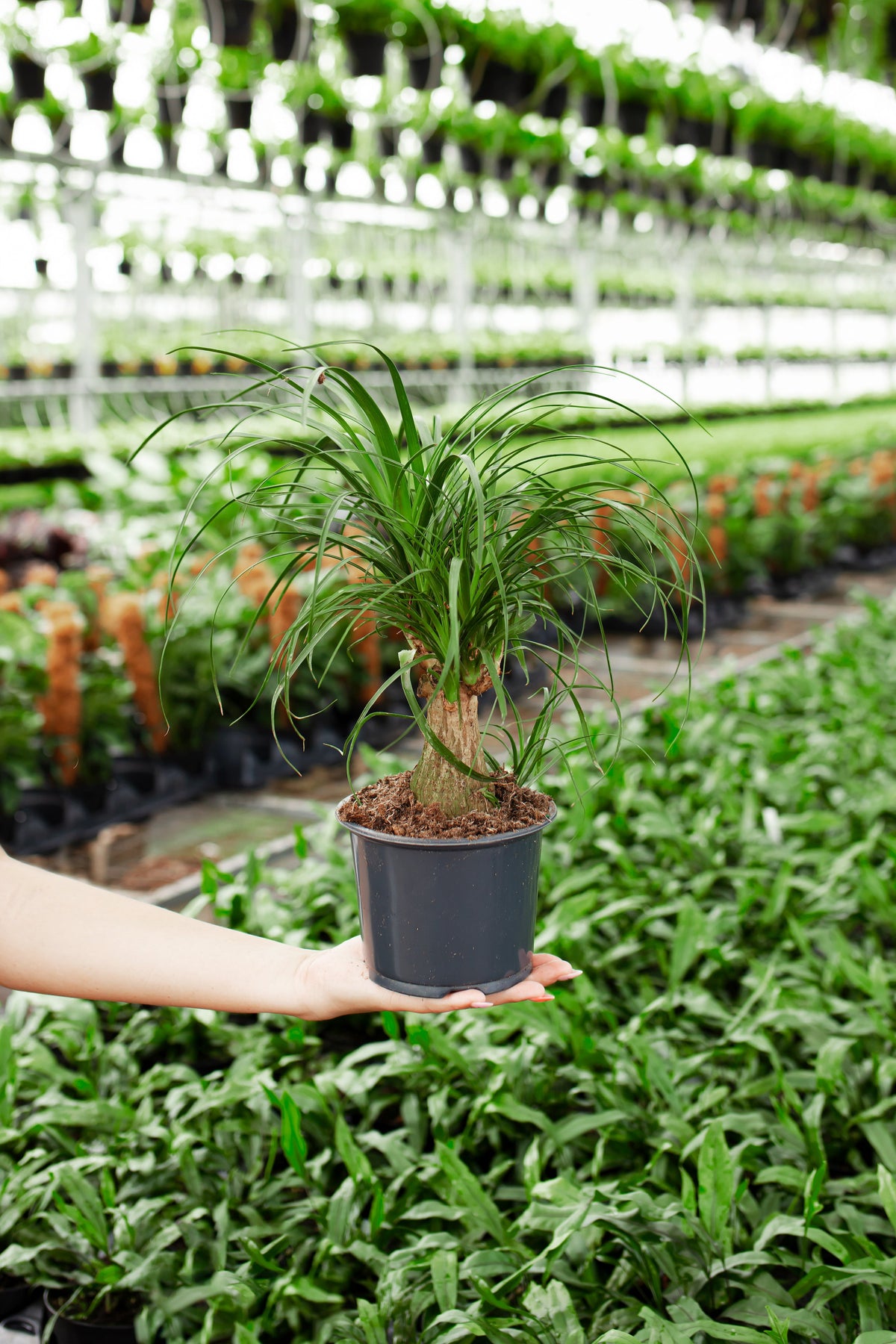 Ponytail Palm Tree
