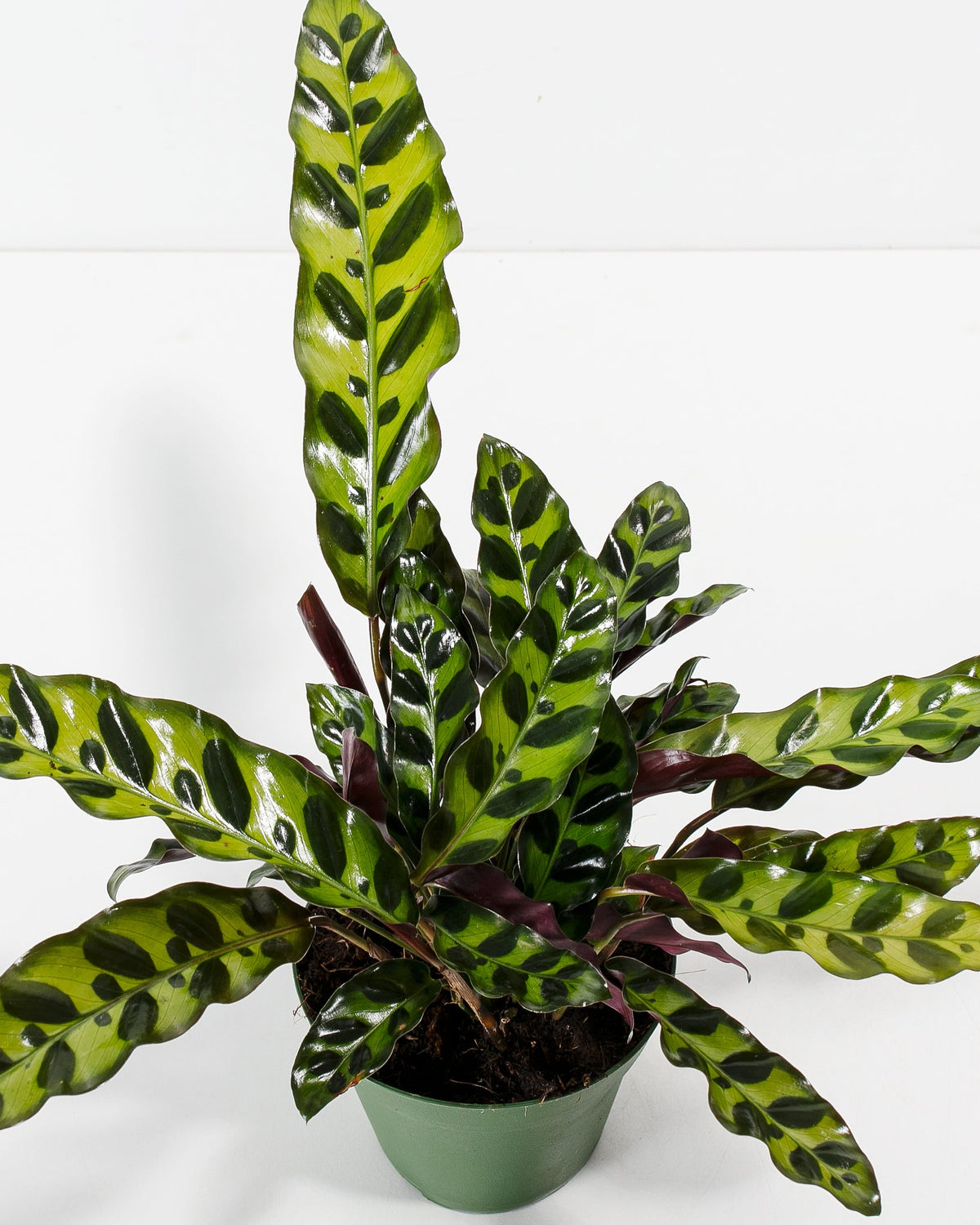 Calathea Rattlesnake