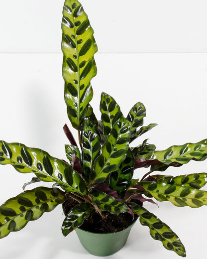 Calathea Rattlesnake