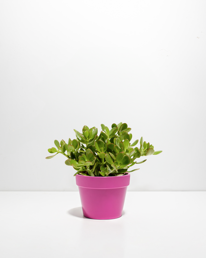 Jade Plant