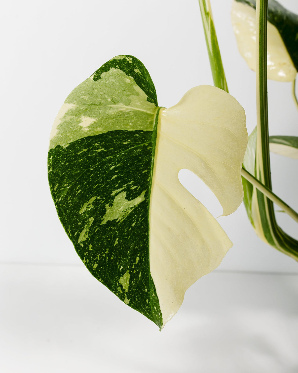 Monstera Thai Constellation