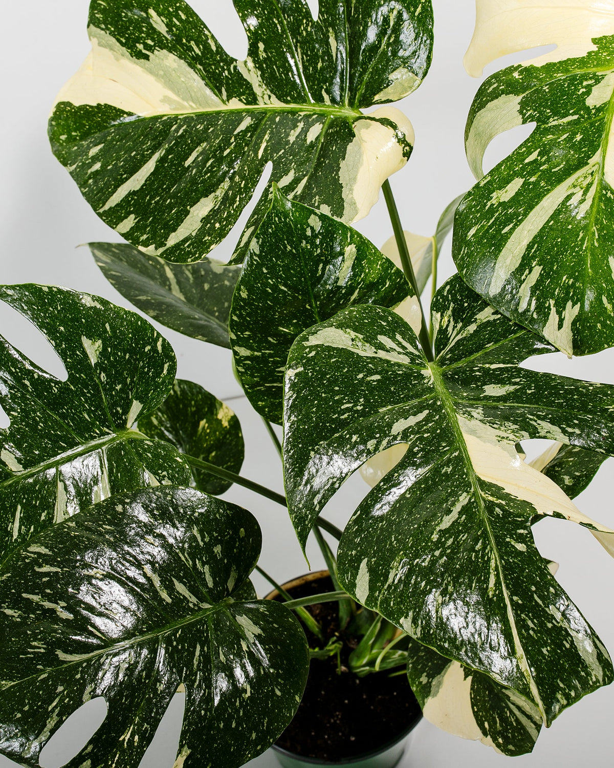 Monstera Thai Constellation