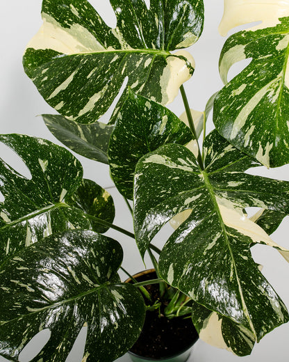 Monstera Thai Constellation