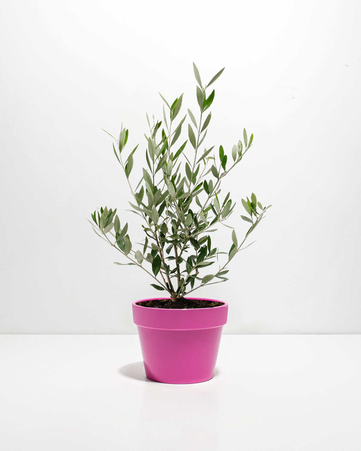 Indoor Olive Tree