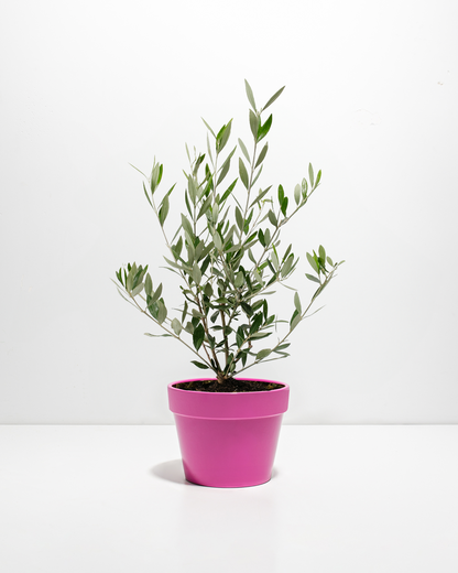 Indoor Olive Tree