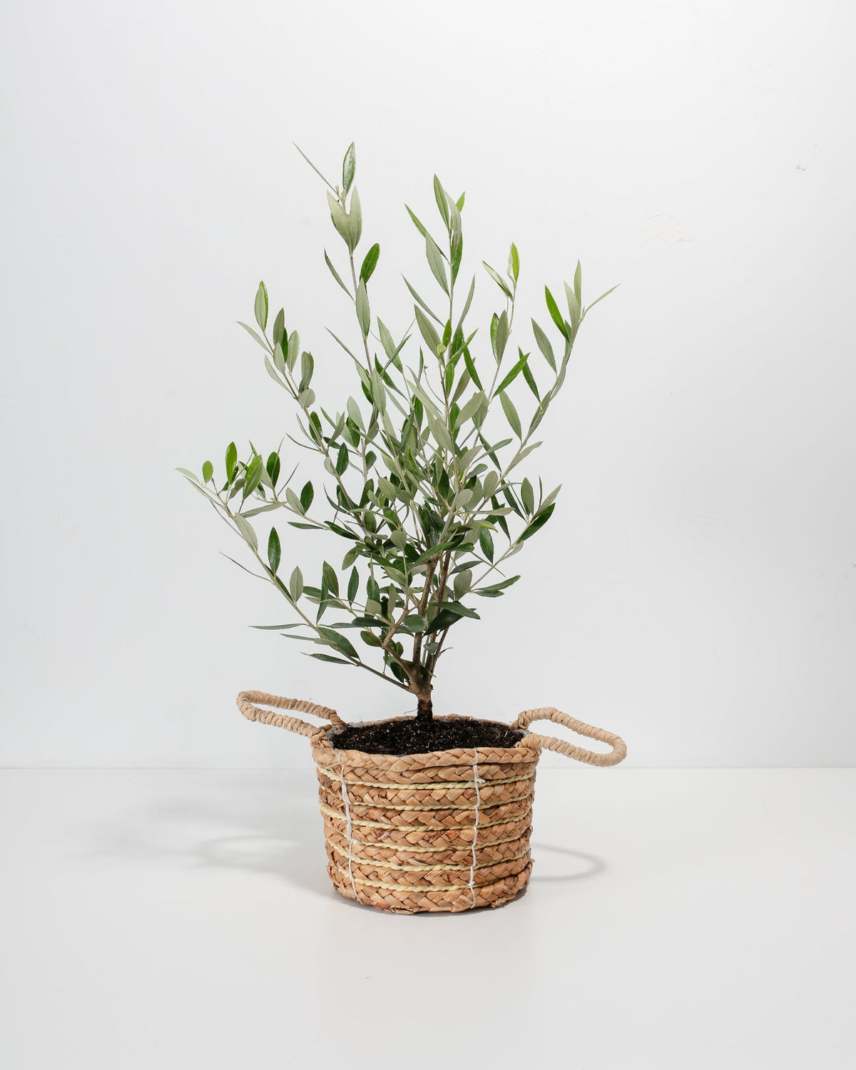 Indoor Olive Tree