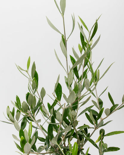 Indoor Olive Tree