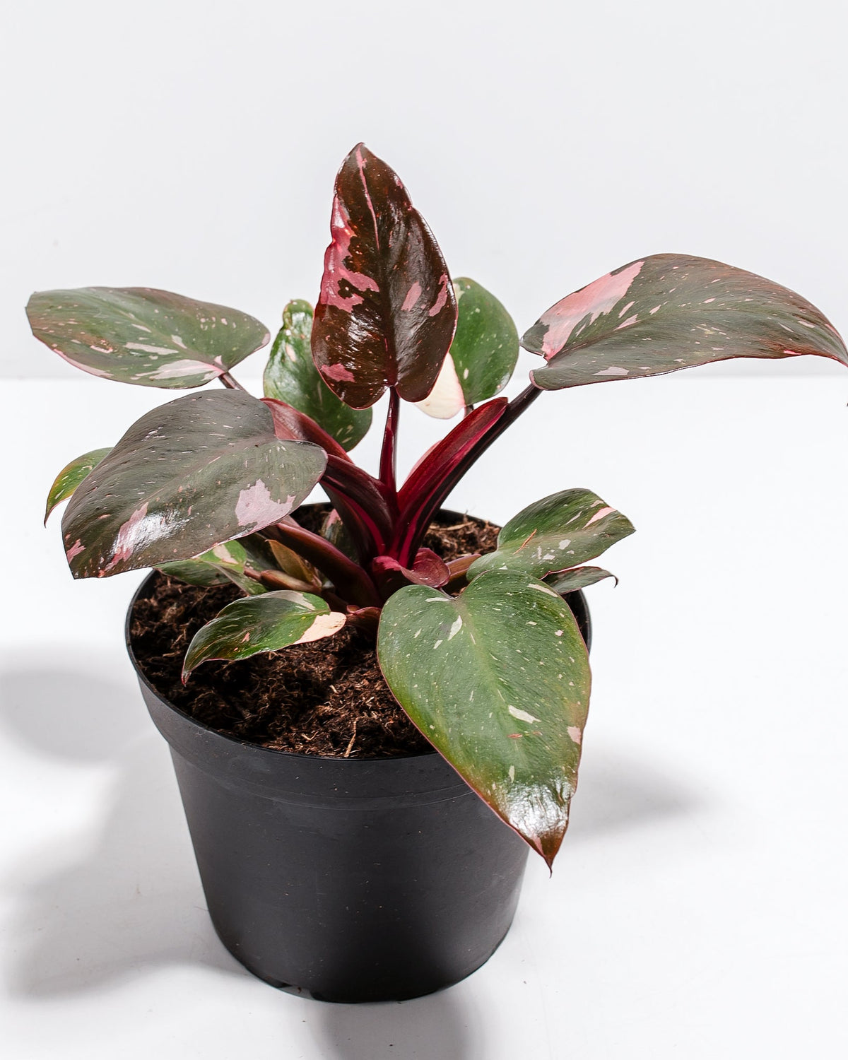 Philodendron Pink Princess