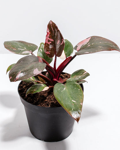 Philodendron Pink Princess