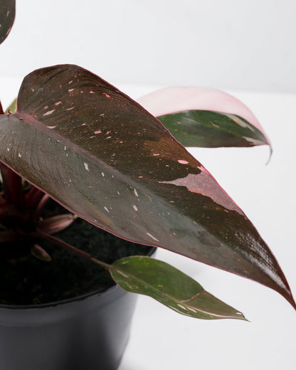 Philodendron Pink Princess