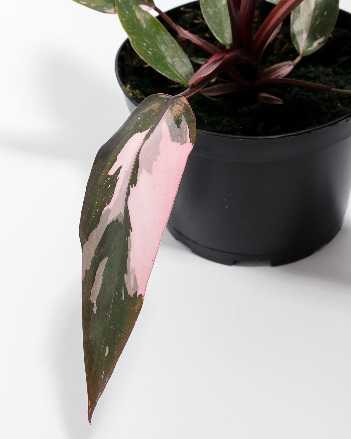 Philodendron Pink Princess
