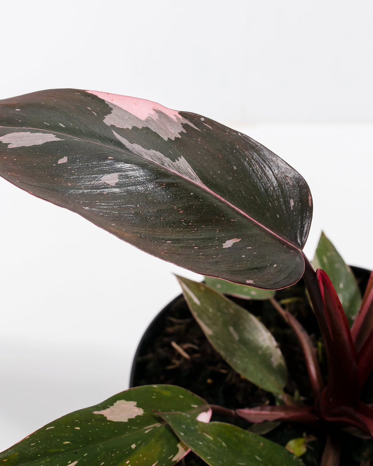 Philodendron Pink Princess