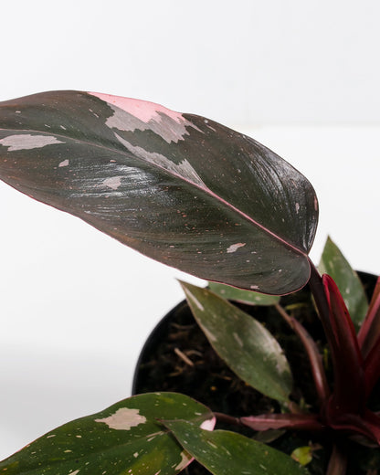 Philodendron Pink Princess