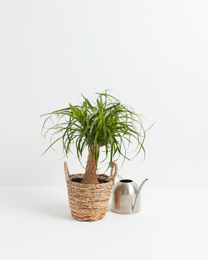 Ponytail Palm Tree