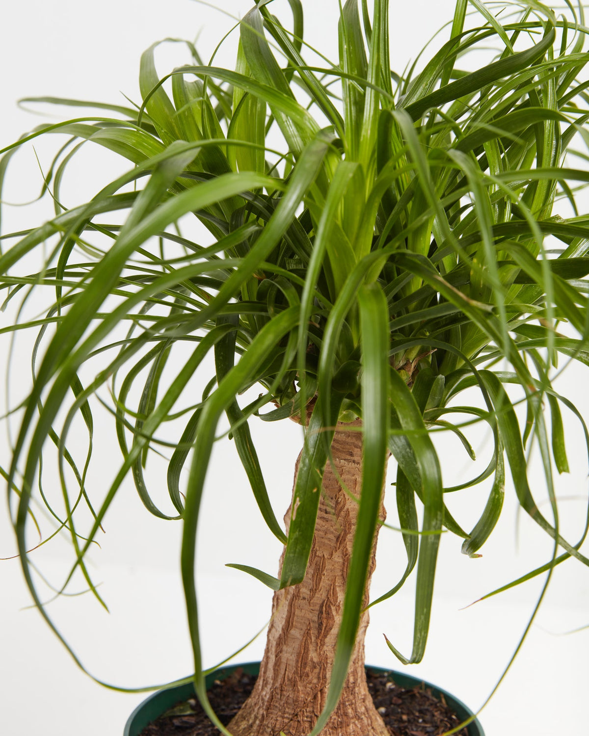 Ponytail Palm Tree