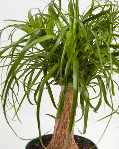 Ponytail Palm Tree