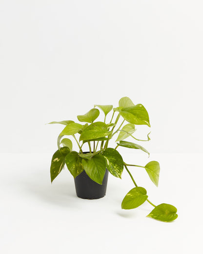 Golden Pothos Plant