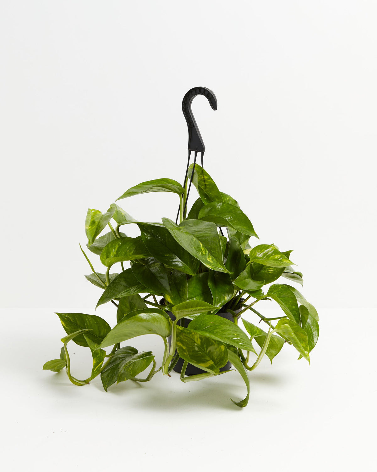 Golden Pothos Plant