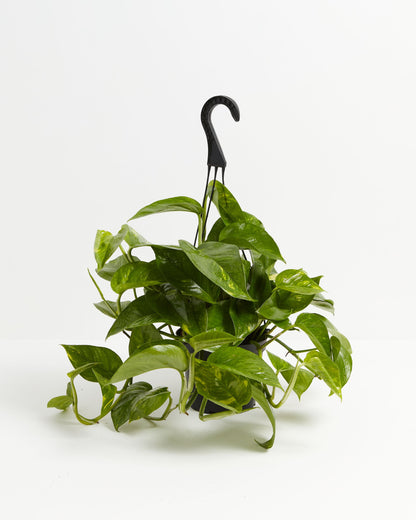 Golden Pothos Plant