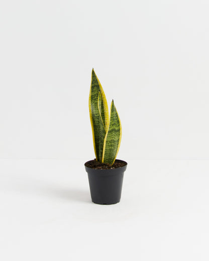 Variegated Sansevieria Laurentii (Snake Plant)
