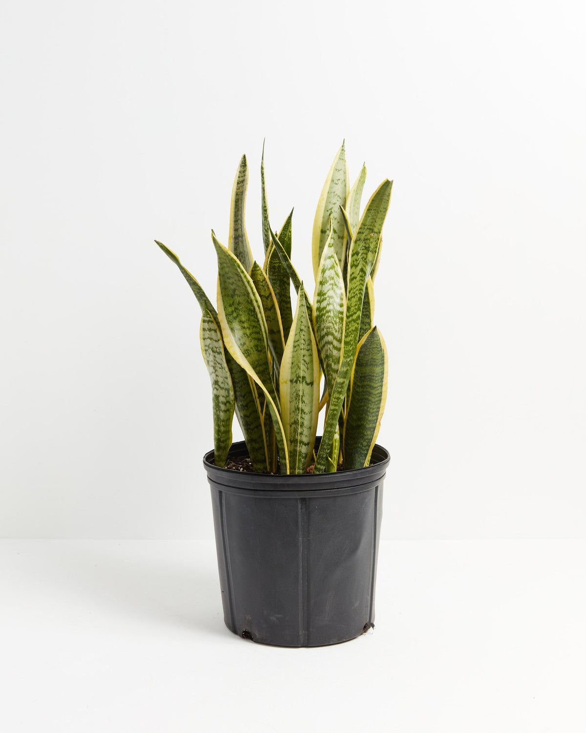 Variegated Sansevieria Laurentii (Snake Plant)