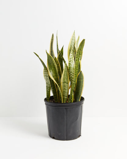Variegated Sansevieria Laurentii (Snake Plant)