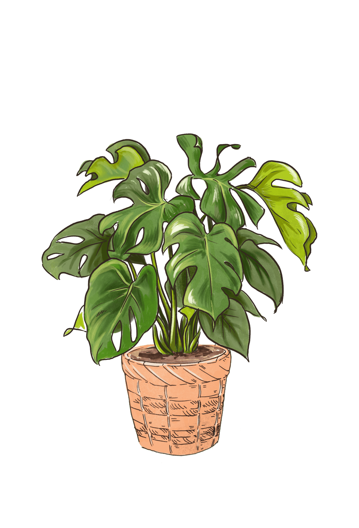 Monstera Deliciosa (Split Leaf Philodendron)
