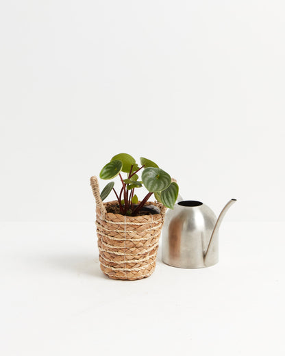 Watermelon Peperomia