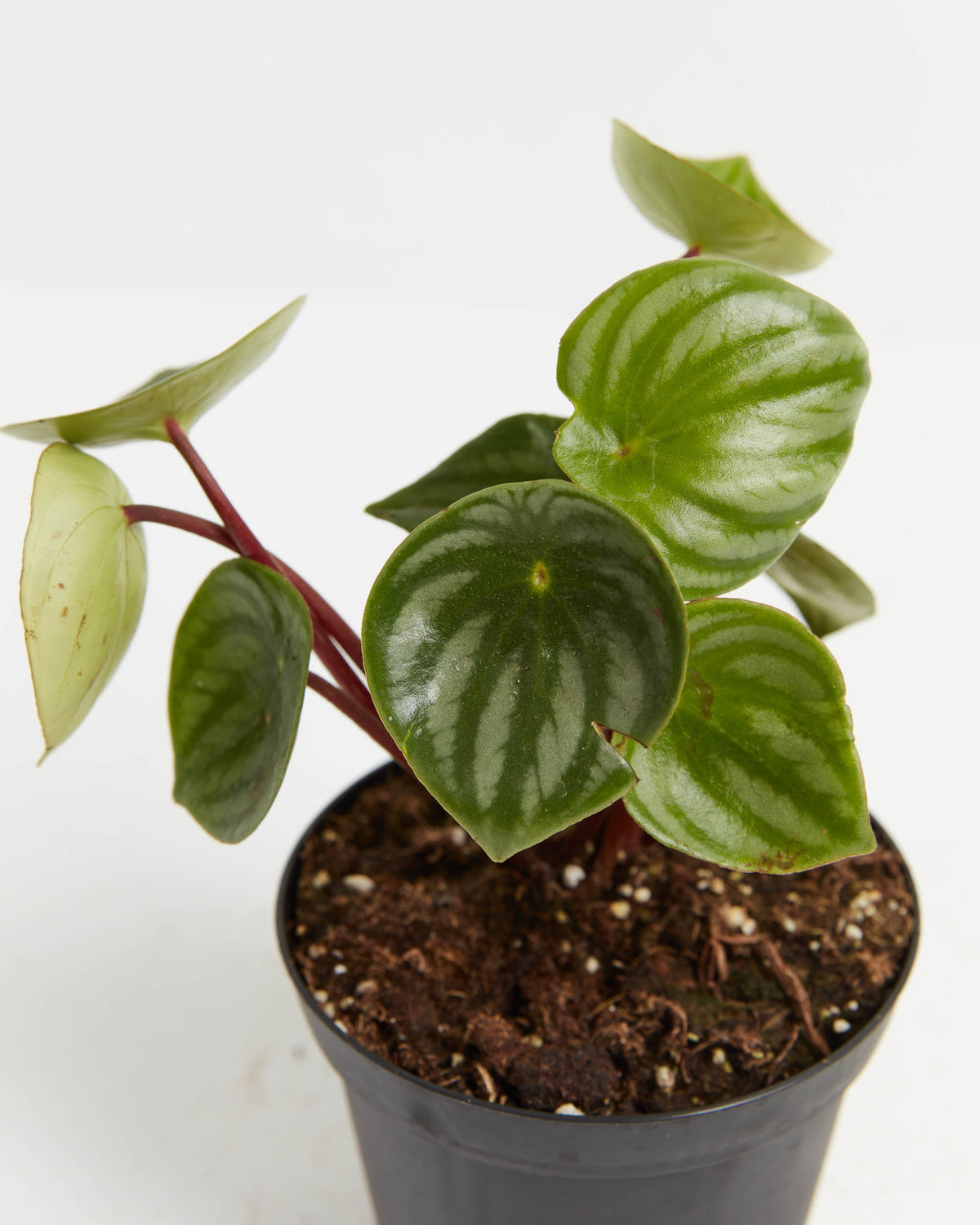 Watermelon Peperomia