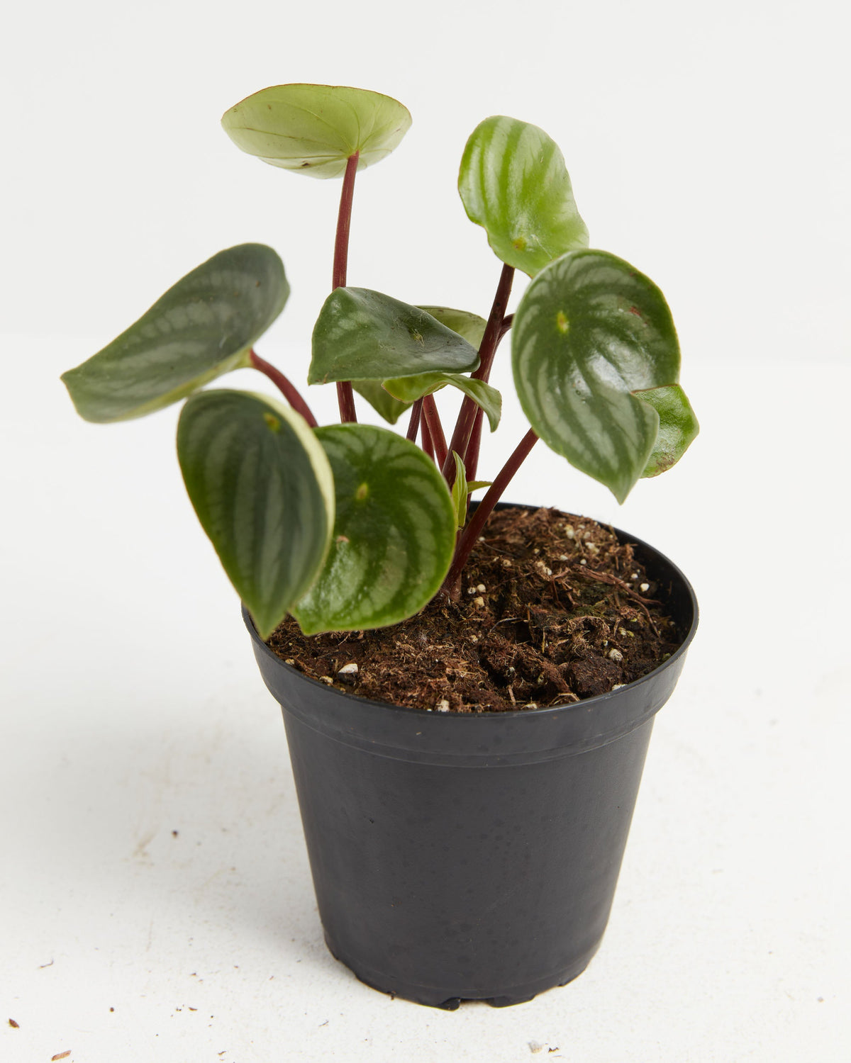 Watermelon Peperomia