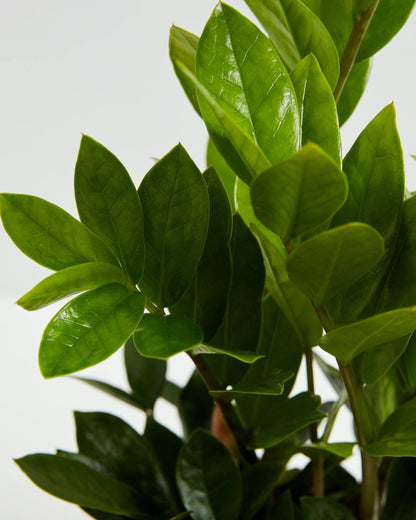 ZZ Plant