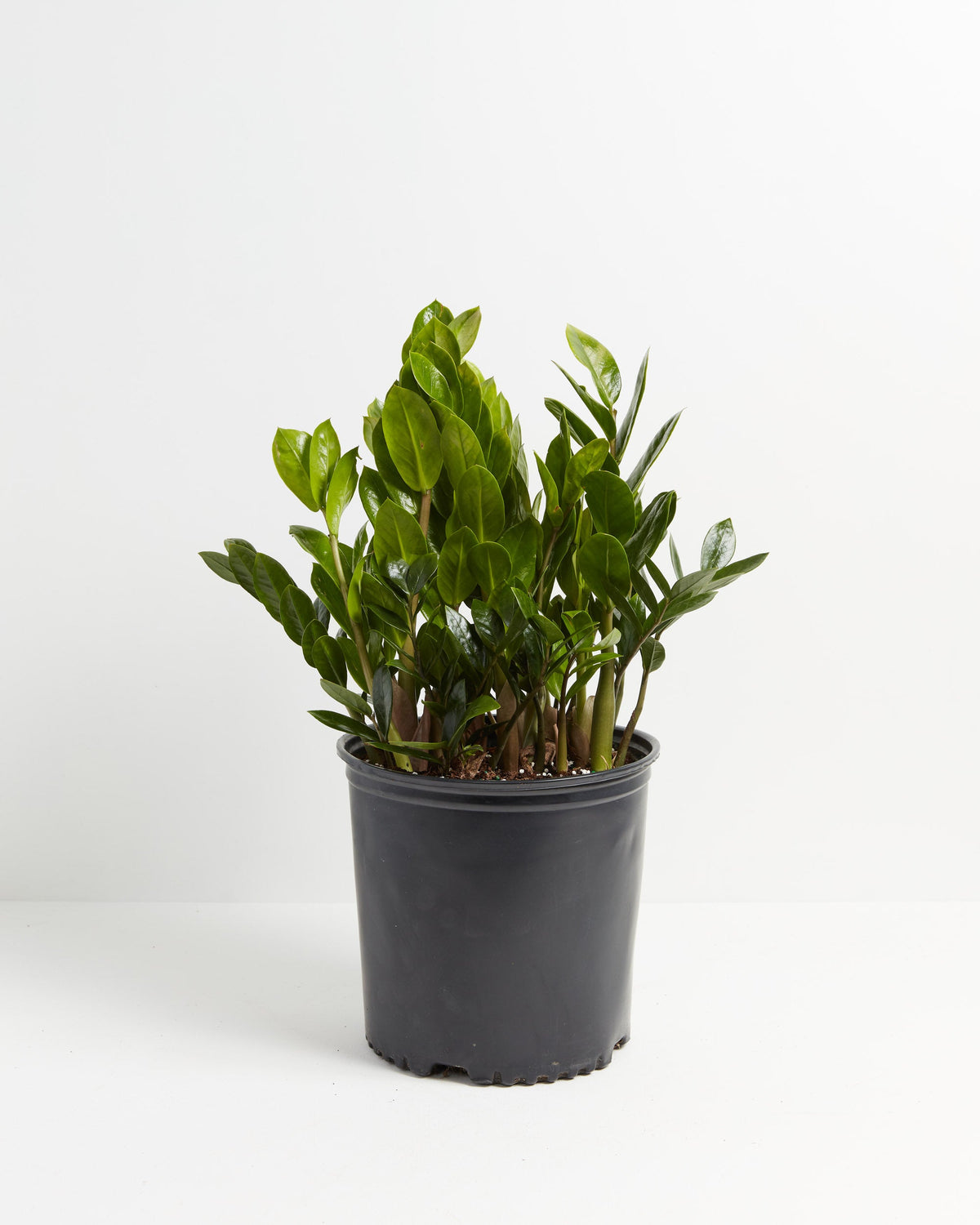 ZZ Plant