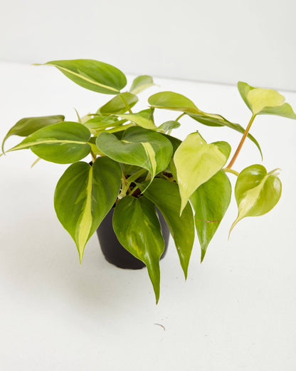 Philodendron Brasil