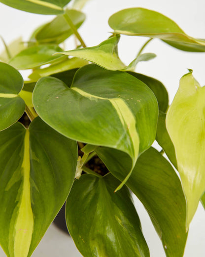 Philodendron Brasil
