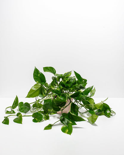 Golden Pothos Plant