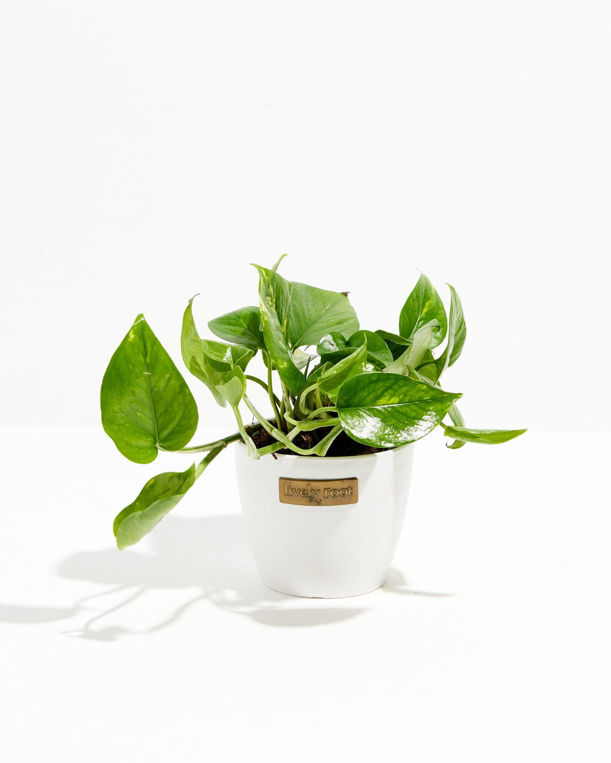Golden Pothos Plant