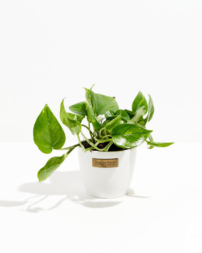 Golden Pothos Plant