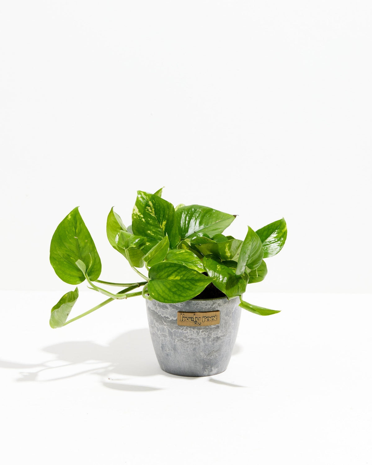 Golden Pothos Plant