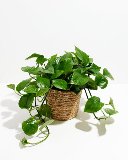 Golden Pothos Plant