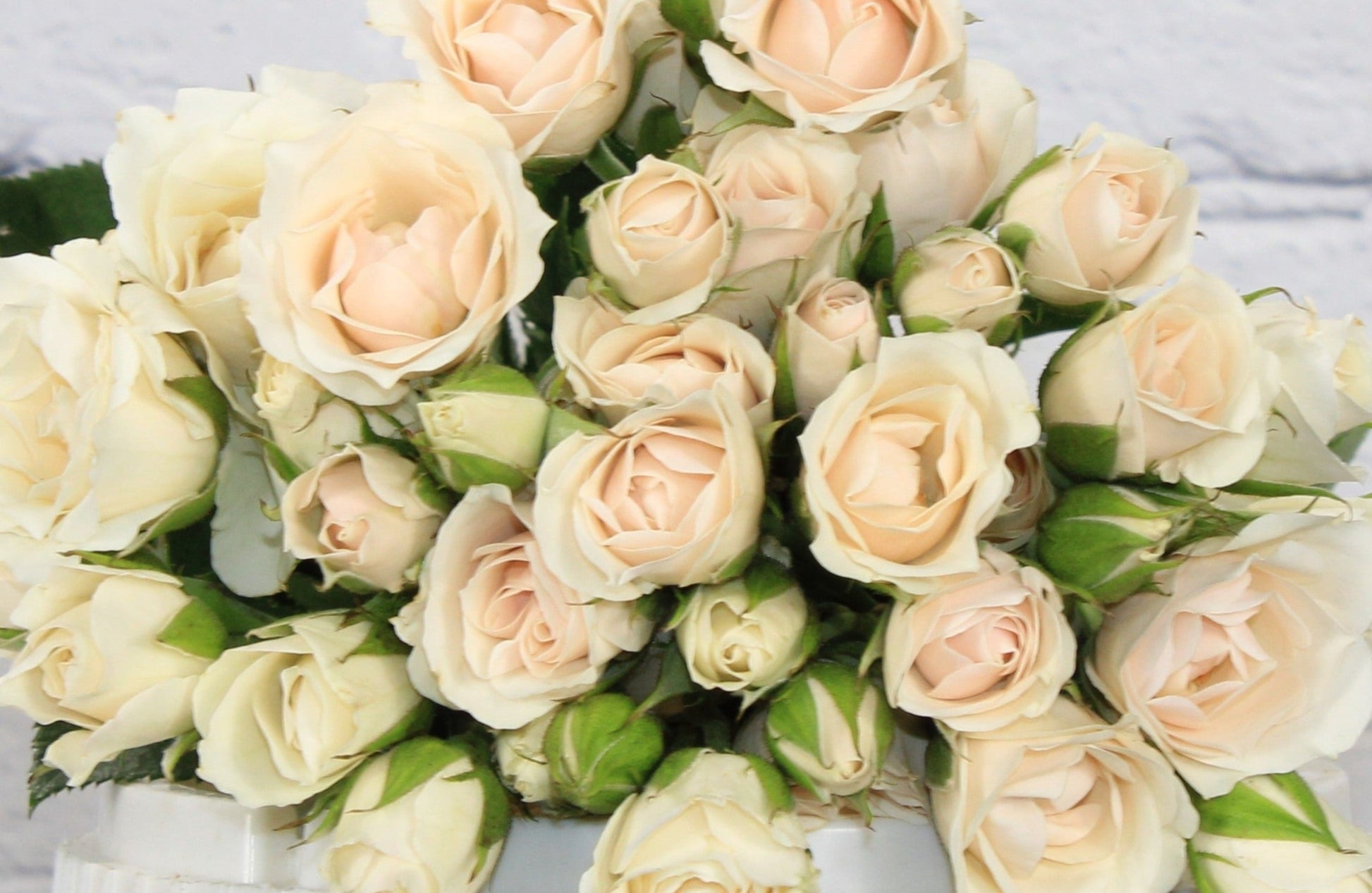 Fresh & Natural Spray Rose - Ivory Vendela – Therese Flowers
