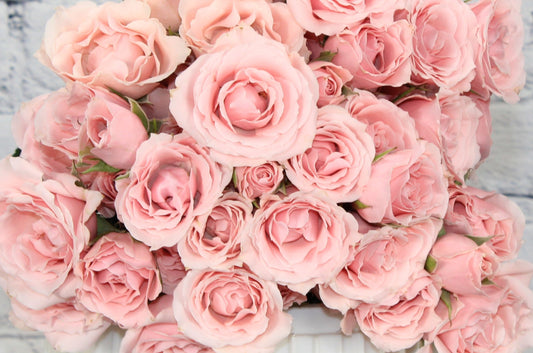 Fresh & Natural Spray Rose - Light Pink