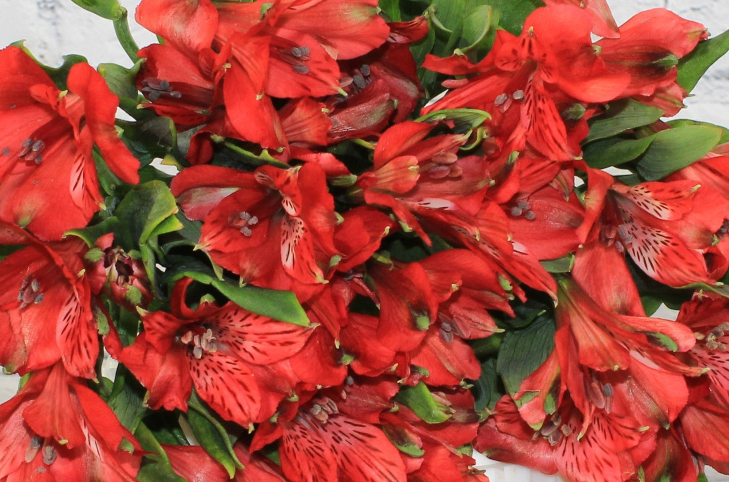 Fresh & Natural Alstroemeria - Red