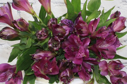 Fresh & Natural Alstroemeria - Purple