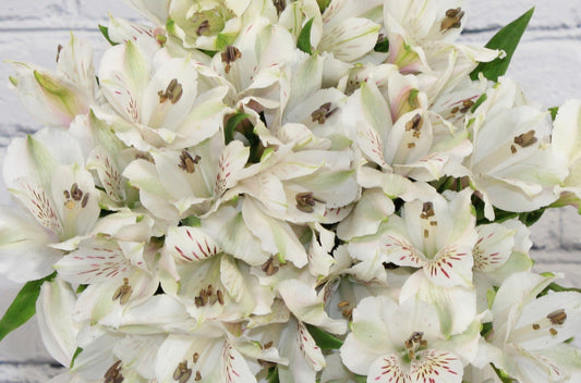 Fresh & Natural Alstroemeria - White