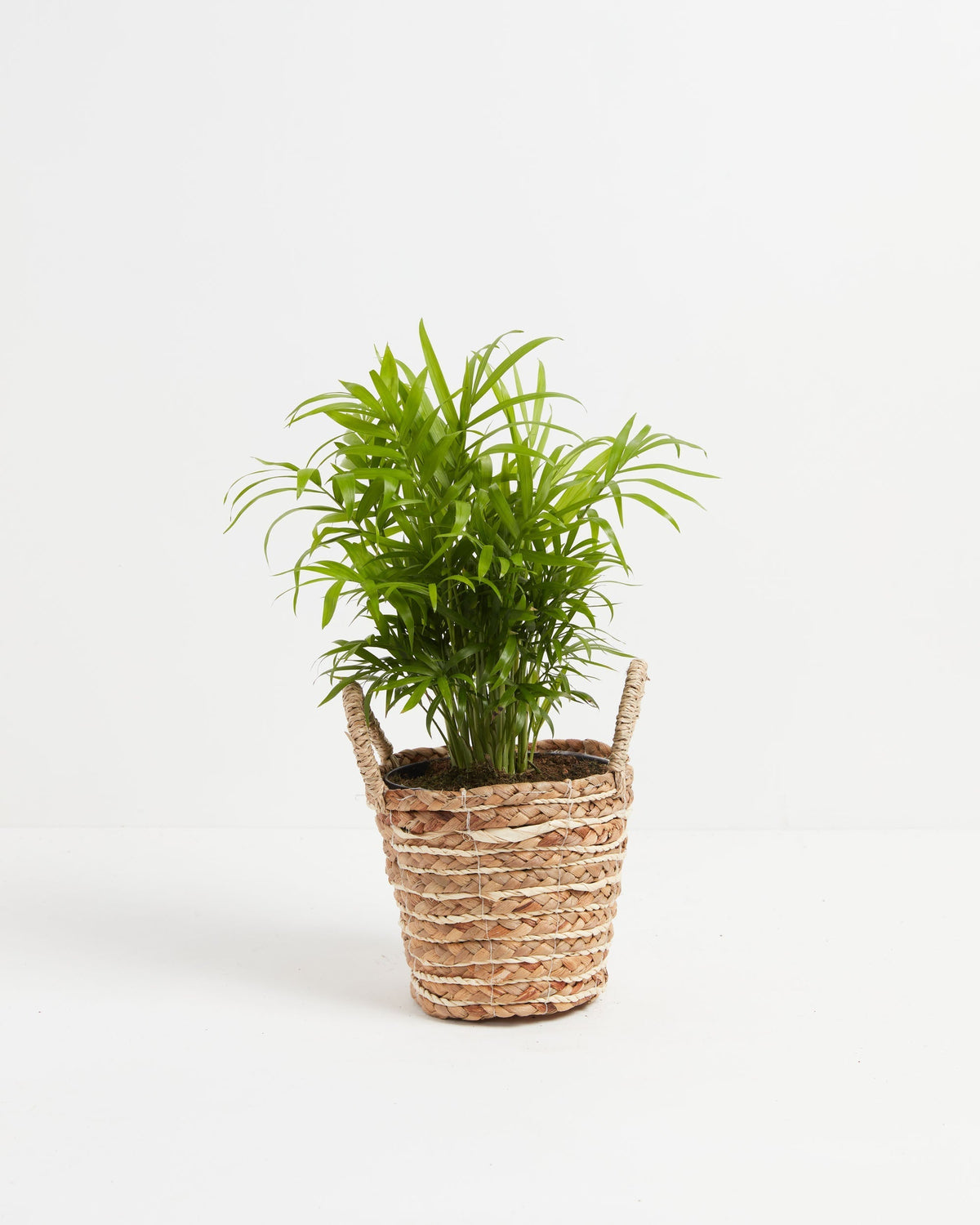 Neanthe Bella Palm