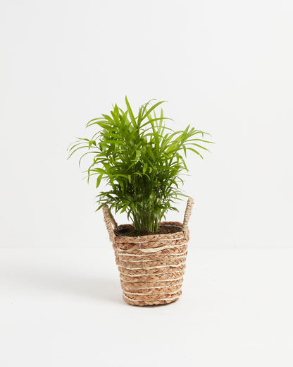 Neanthe Bella Palm
