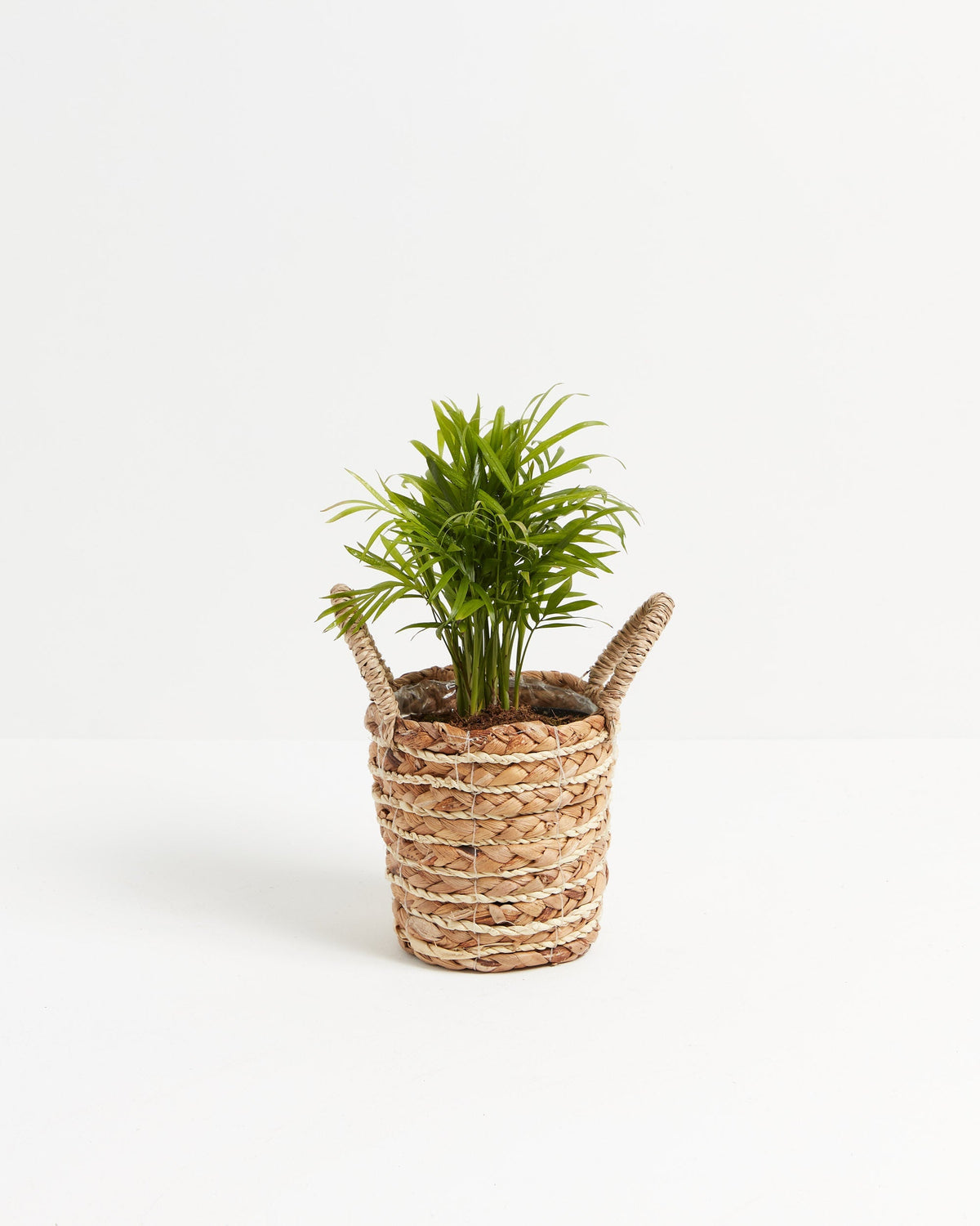 Neanthe Bella Palm