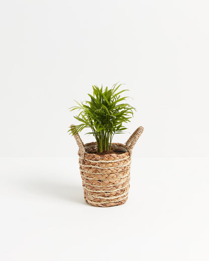 Neanthe Bella Palm
