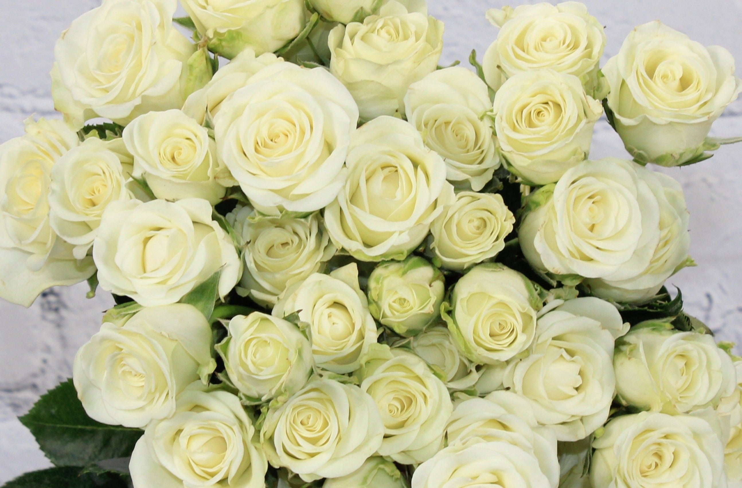 Fresh & Natural Spray Rose - White – Therese Flowers