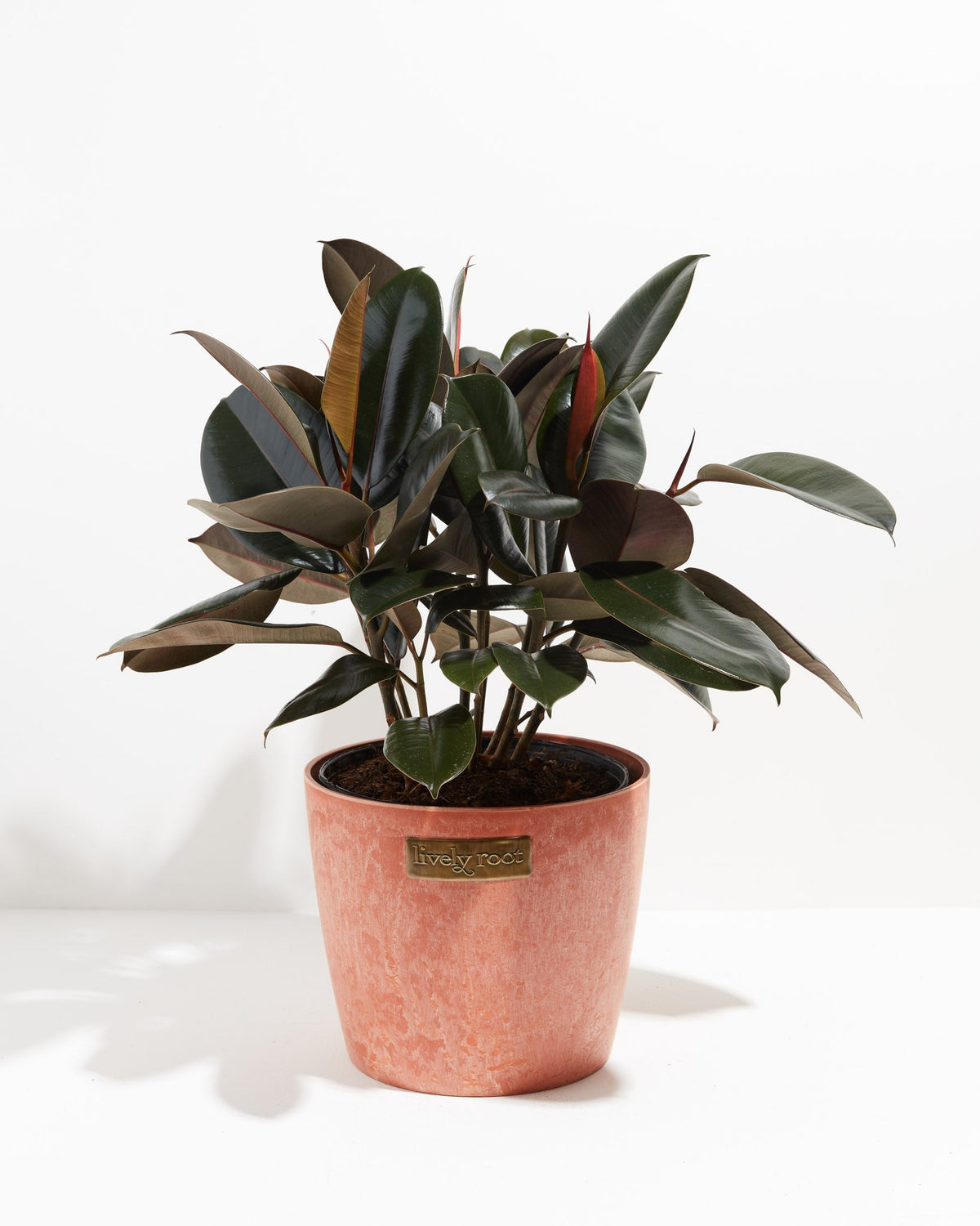 Ficus Elastica - Burgundy Rubber Tree